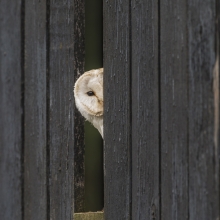 barn owl looking out