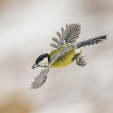 great tit feeding