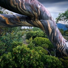 Snowgum, Acroplis Plateau, Tasmania
