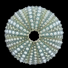 The Sense of Order - urchins