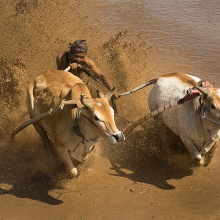 bull race 1932