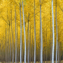 Cathedral Forest
