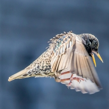 Startling Starling