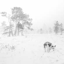 (untitled)