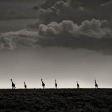 A Minimalist Study of Giraffes