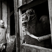 Camel - Kuba