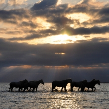 Spirits of Camargue 
