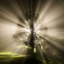 Blasting Tree