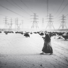 The Shepherd