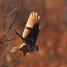 Flying birds