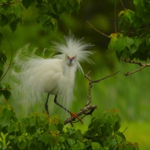 Portrait of a snowy egret