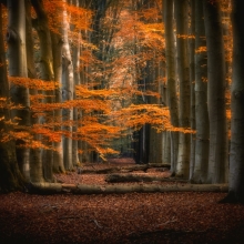 The fascinating forest world