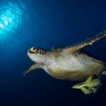 Turtle & Passengers