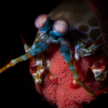 The Hidden Lives of Small Ocean Parents