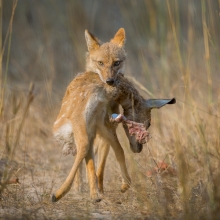 Day of the Jackal