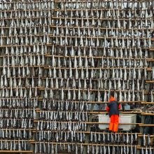 Drying of codfish