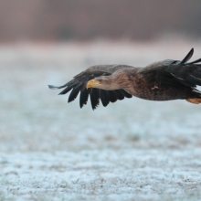 Eagle and badger.
