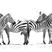 Zebra Line up