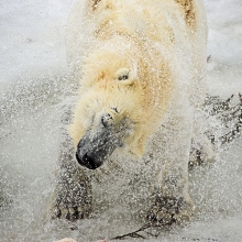 Shake it off