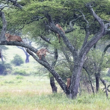 The Lion Tree