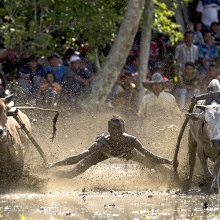 The bulls and the jockey