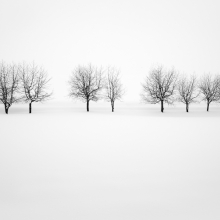 Trees of Hokkaido