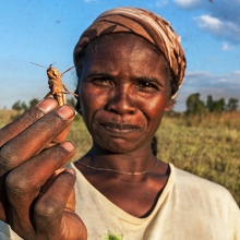 Locusts & Men