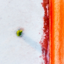 Lone Mangrove