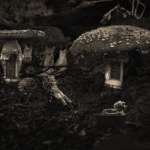 Toadstool Story 2016