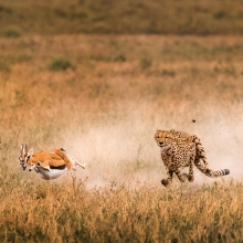 Run for your LIFE!