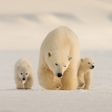 Polar Bear Family Survival in the High Arctic