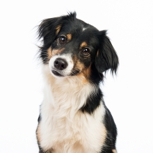 Mixed Breed Rescue Dogs