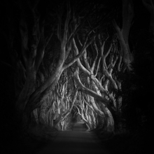 The dark hedges