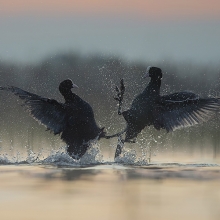 sunrise battle