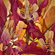 Dry flowers