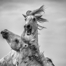 The battle