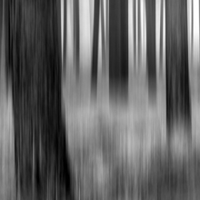 Black Forest 