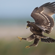 Eagle Attack