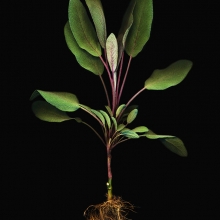 Herbarium