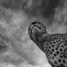Hunting with the cheetahs