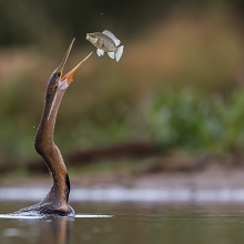 The world upside down: a fish that flies, a bird that swims