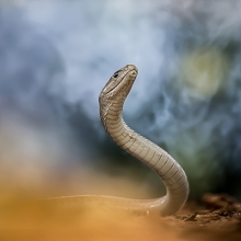 Black mamba