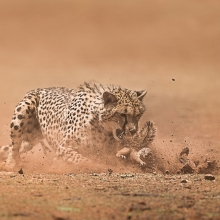 A cheetah hunting a squirrel