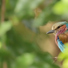 A lilac breasted roller