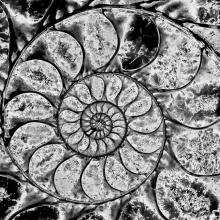 Nautilus