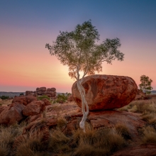 Ghost Gum