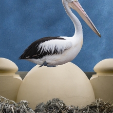 Hatching
