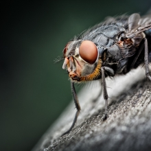 Flies