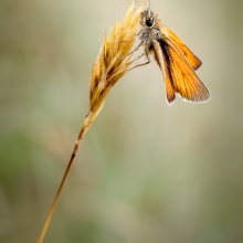 Small Skipper Butterfly