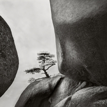 Rock Garden
